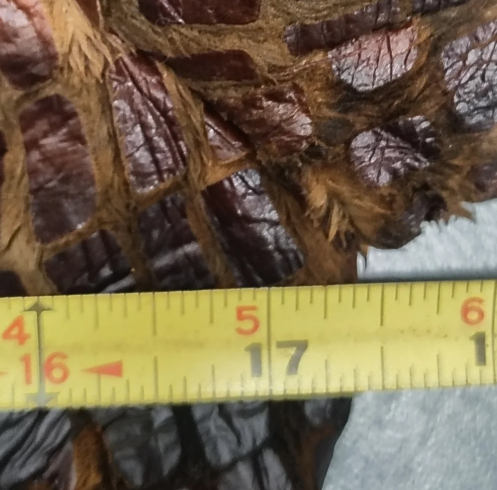 Insight Women's Cropped Faux-Croc Leather Jacket in Brown - Picture 7 of 8